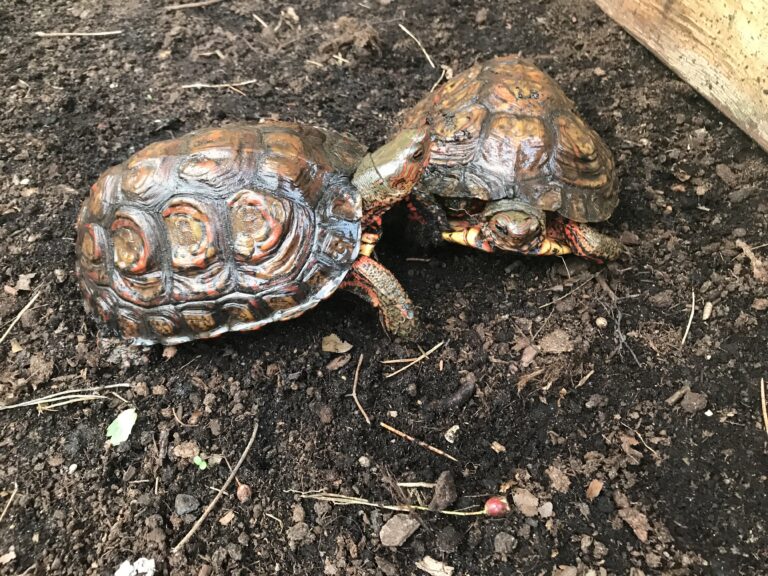 Żółwie leśne malowane