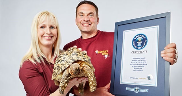 Z cyklu "Rekordy guinessa zwierząt"  Najszybszy żółw świata