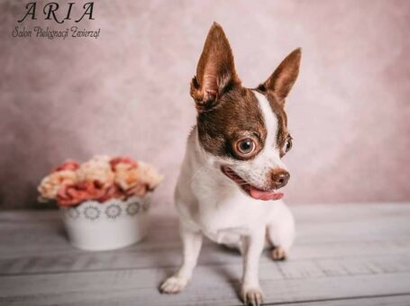 Chihuahua-reproduktor/krycie