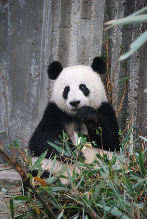 „Najrzadziej występujące zwierzęta na świecie” Panda wielka