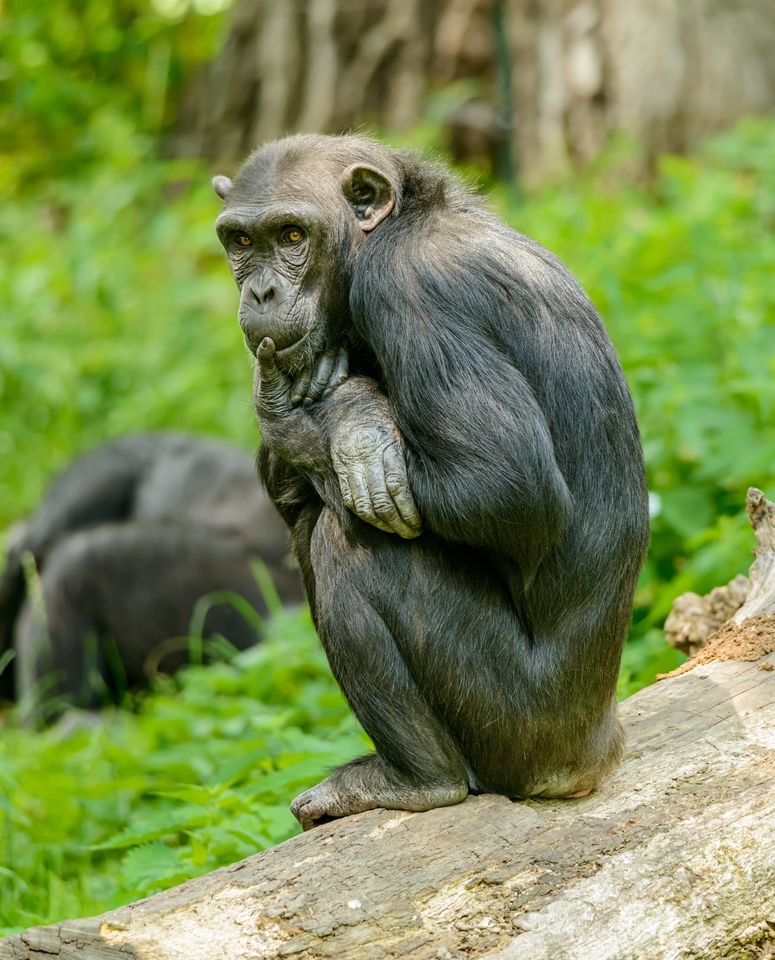 Ciekawostki o szympansach