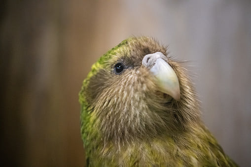 „Najrzadsze zwierzęta świata” Kakapo