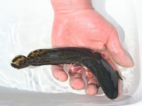 RYBY MIĘTUS 8 cm do zarybień stawów i oczek wodnych,ryby kolorowe.