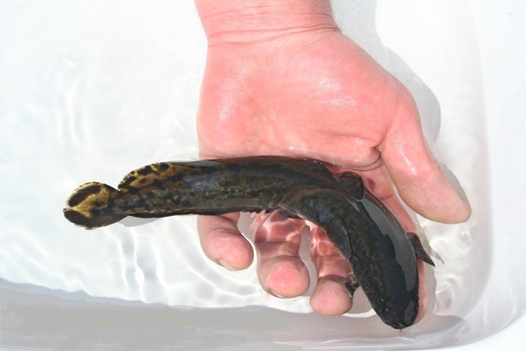 RYBY MIĘTUS 8 cm do zarybień stawów i oczek wodnych,ryby kolorowe.