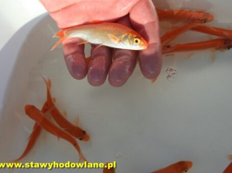 RYBY ZŁOTA ORFA ( JAŹ ) 12 cm do zarybień stawów i oczek wodnych,ryby kolorowe.