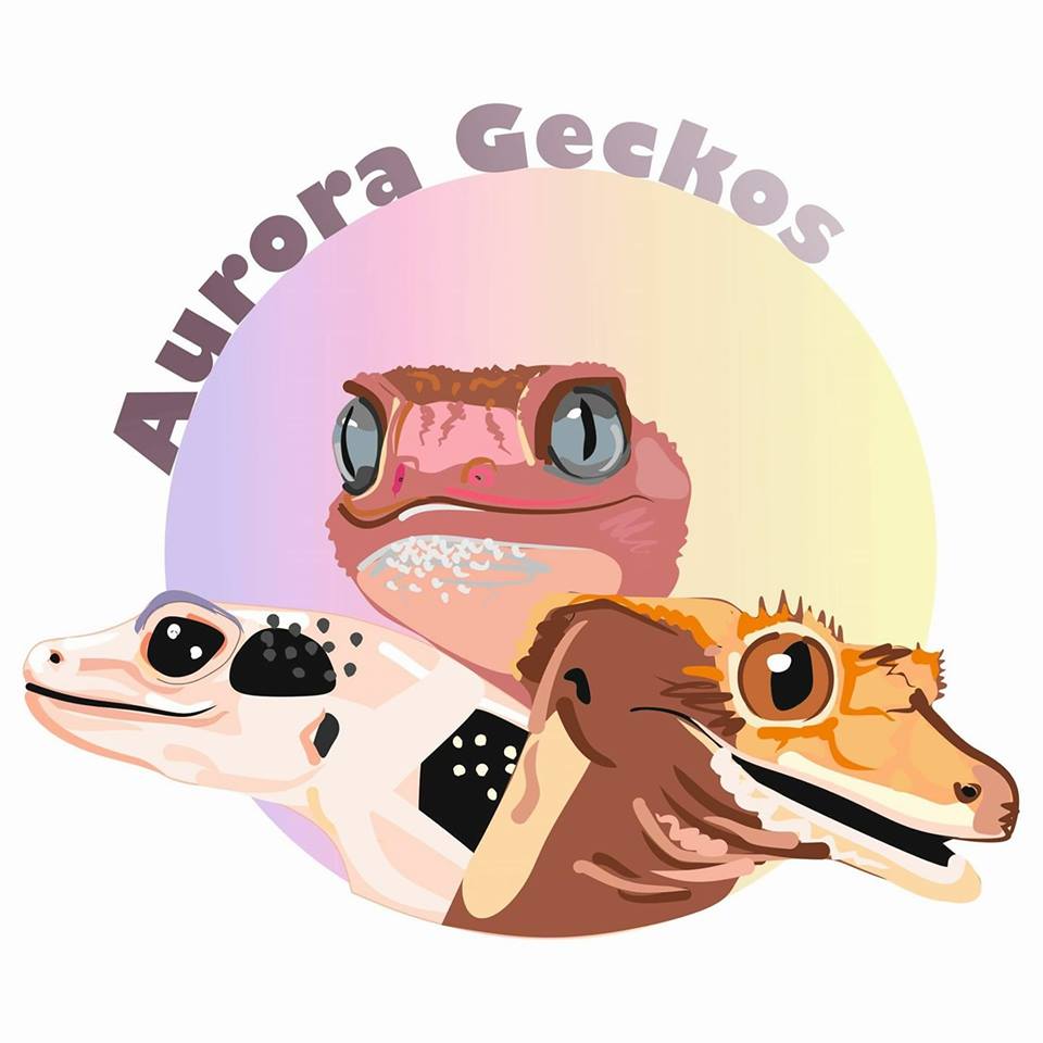 Z cyklu „Reproduktor wyróżnia działalności z pasją!”  Aurora Geckos