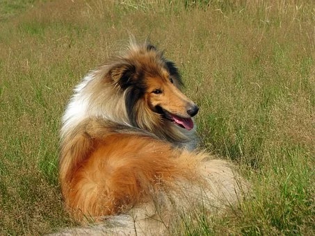 Z cyklu "Zwierzęta celebryci!"  Lassie