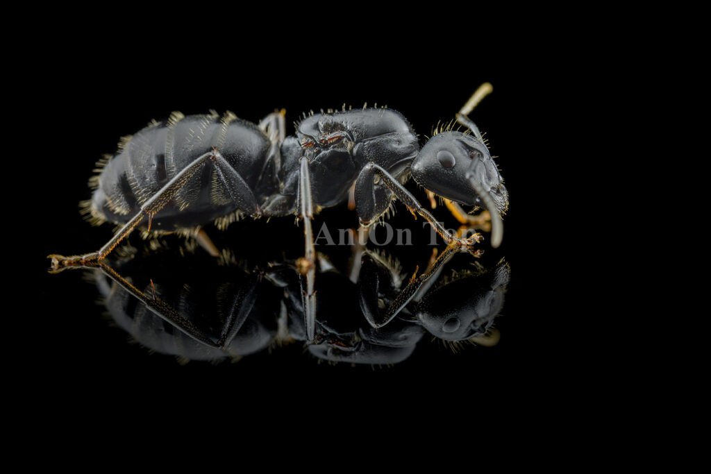 Camponotus Vagus Q 2019 mrowki do formikarium