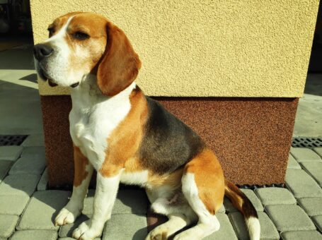 Oferta krycia Beagle reproduktor rasowy