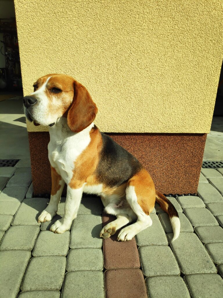 Oferta krycia Beagle reproduktor rasowy