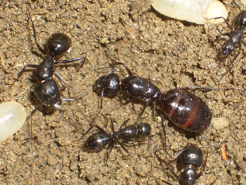 Mrówki Camponotus aethiops